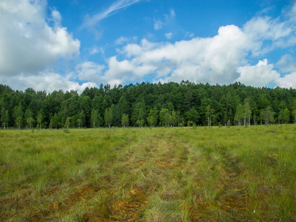 Image grassland natural landscape meadow