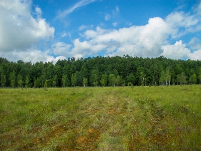 Image grassland natural landscape meadow Photo