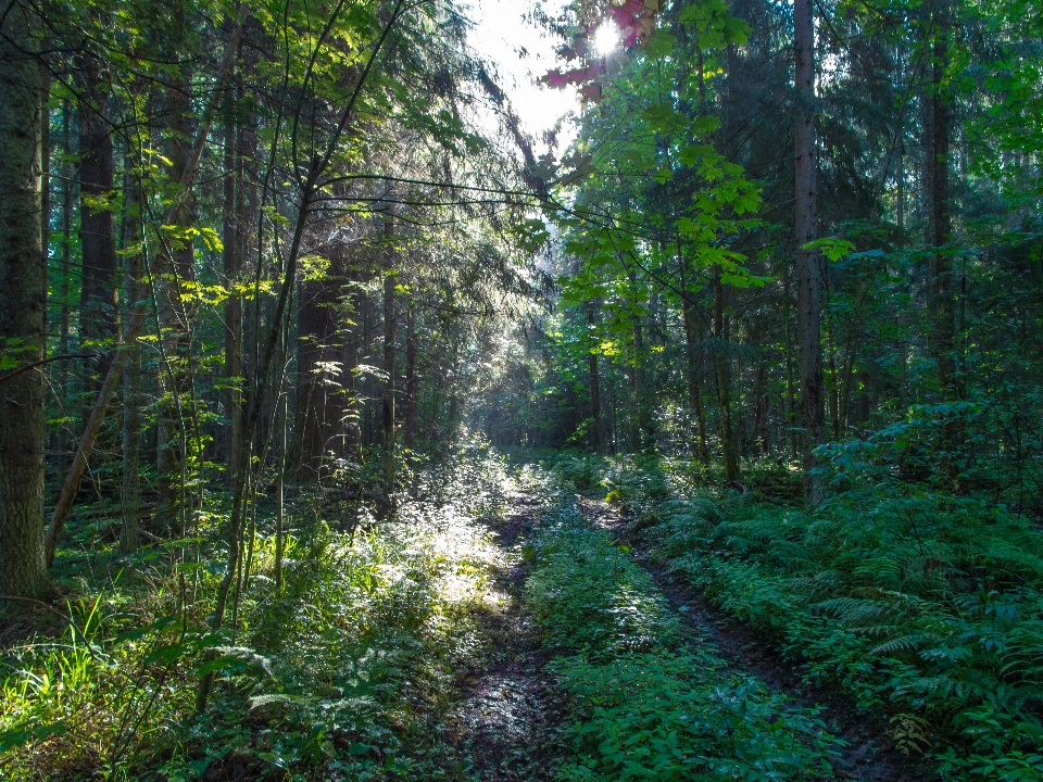 Bild wald baum natürlichen umgebung
