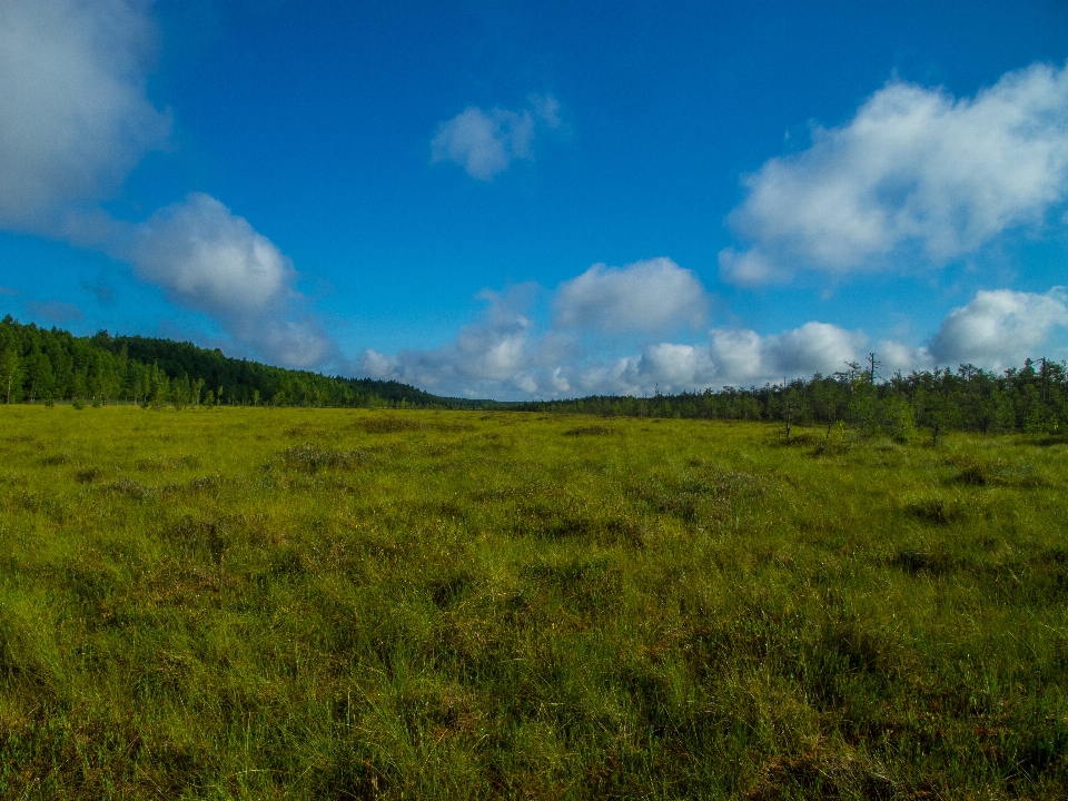 Image prairie
 paysage naturel
 pâturage
