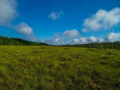 Image grassland natural landscape pasture Photo