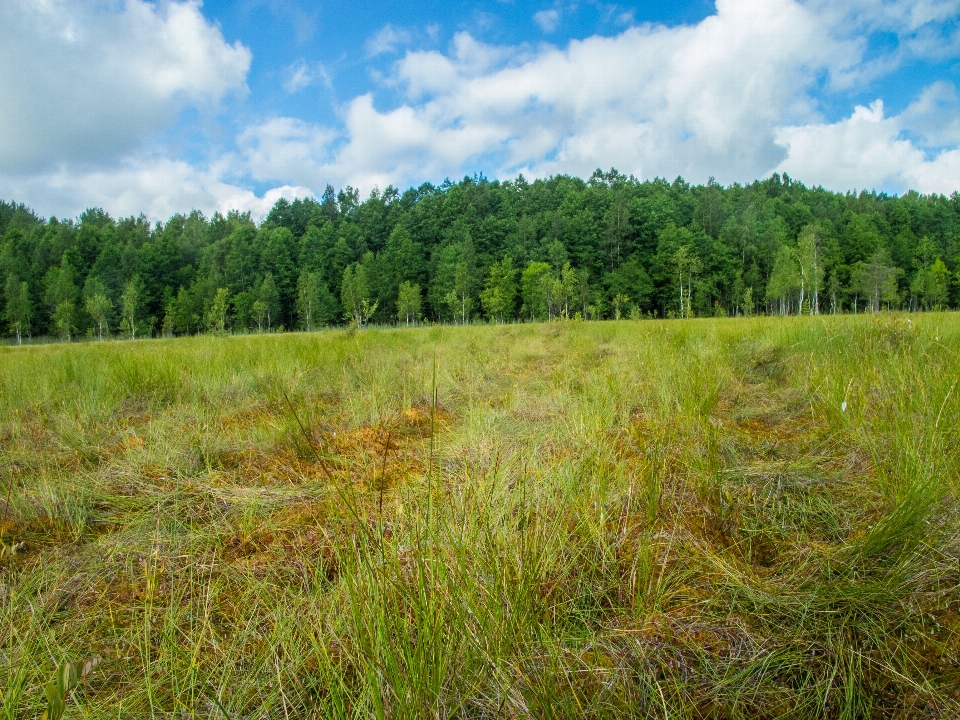 Bild natürliche landschaft
 wiese
 natürlichen umgebung
