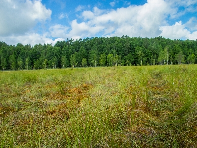 Bild natürliche landschaft
 wiese
 natürlichen umgebung
 Foto