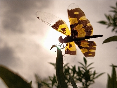 Butterfly insect moths and butterflies invertebrate Photo