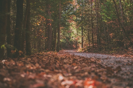 Tree leaf nature forest Photo