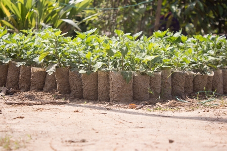 Tree plant seeding Photo