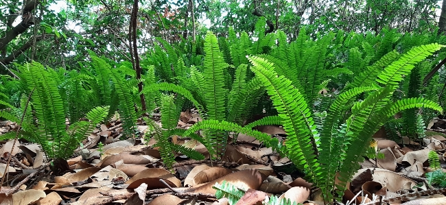 Natural ferns and horsetails terrestrial plant vegetation Photo