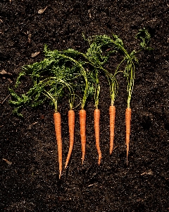 Carrot soil radish plant Photo