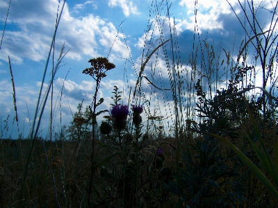 Photo Nature jardin artistique été