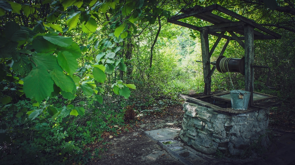 Bien vieux forêt vert