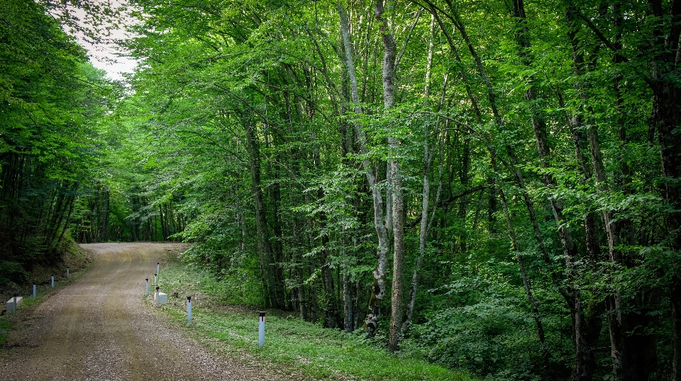 Road old forest green