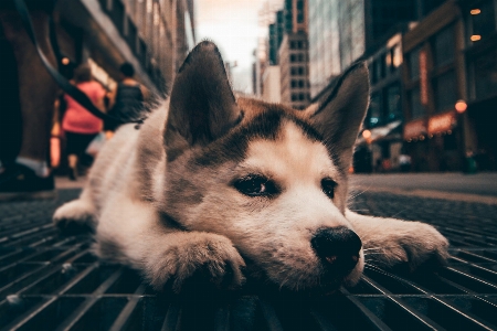 Dog mammal canidae breed Photo