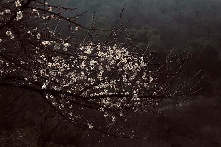 梅の花
 フラワーズ 植物 水 写真