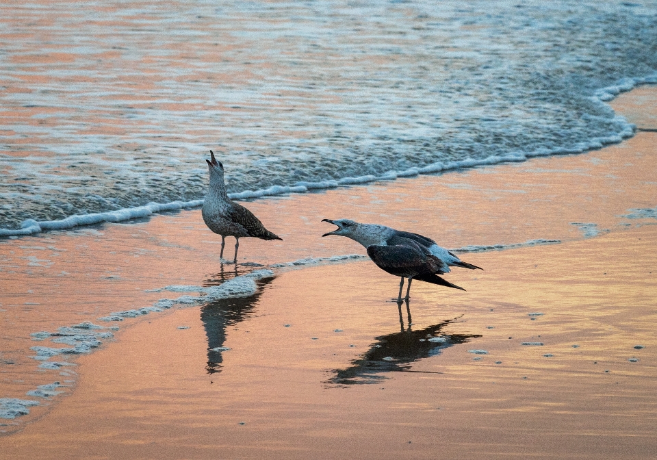 哭泣
 海鸥 鸟 水