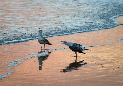 Cries seagulls bird water Photo