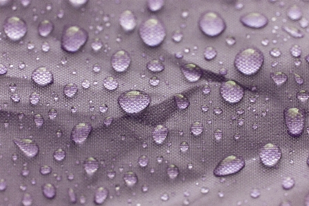 Moisture water dew purple Photo