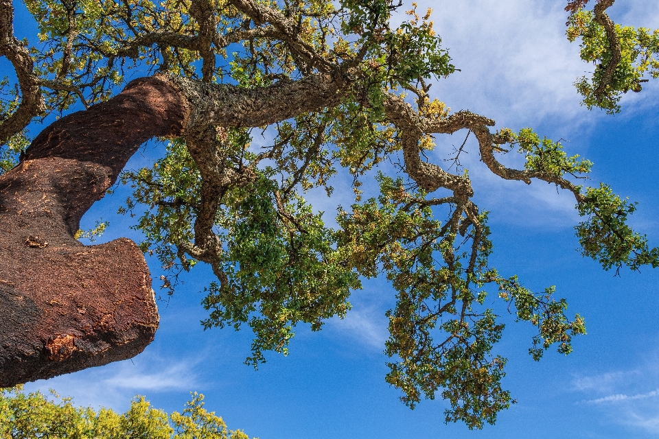 Kork baum himmel natur