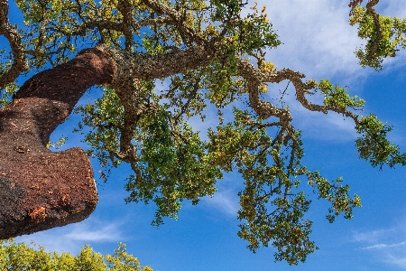 Cork tree sky nature Photo