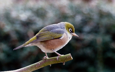 Photo Oiseau vertébré
 le bec faune