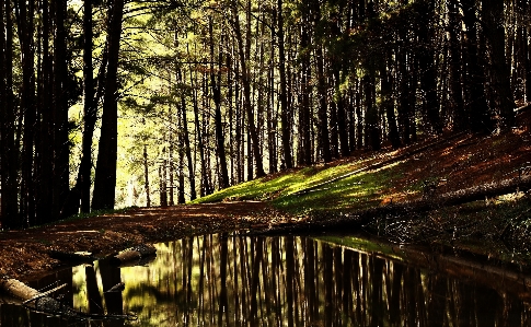 Natural landscape tree nature environment Photo