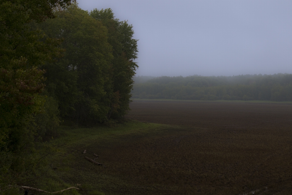 Landschaft küste wald bäume