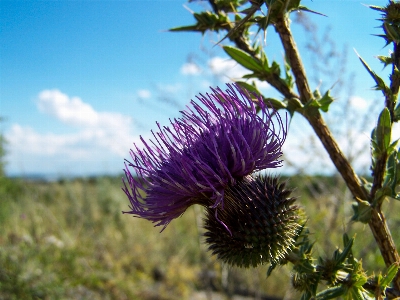 Photo Artistique fleurs nature carte