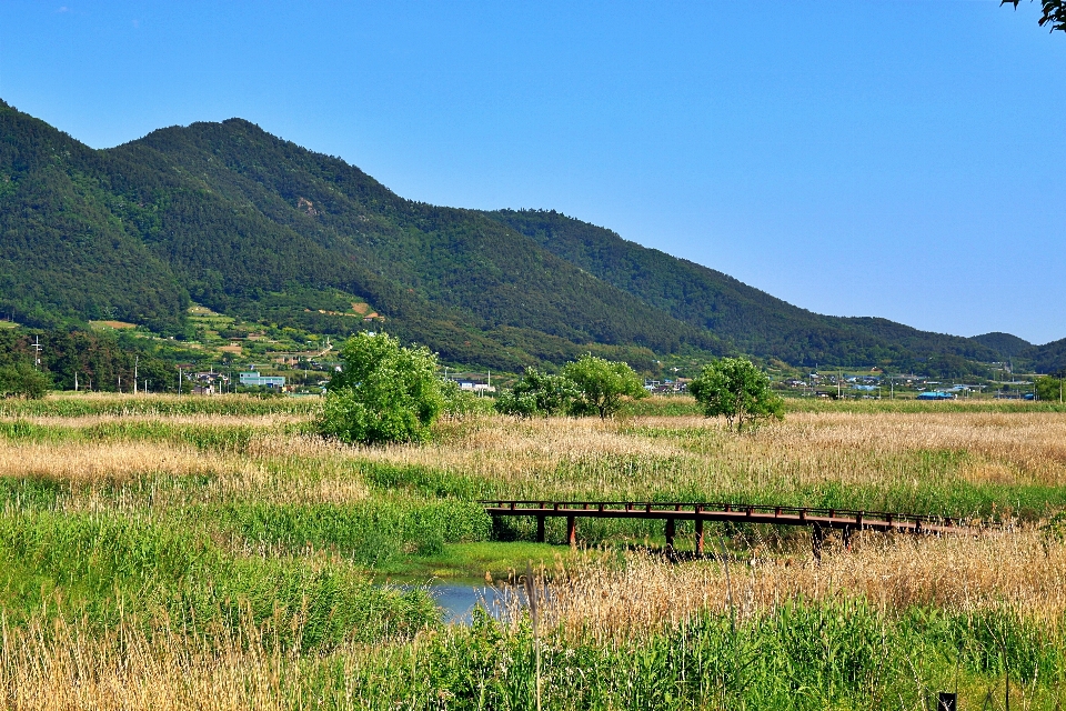 Sunchunman korea wetland natural landscape