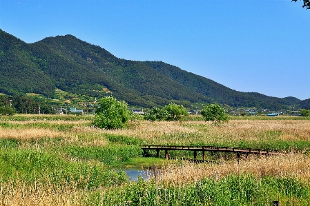 Sunchunman korea wetland natural landscape Photo