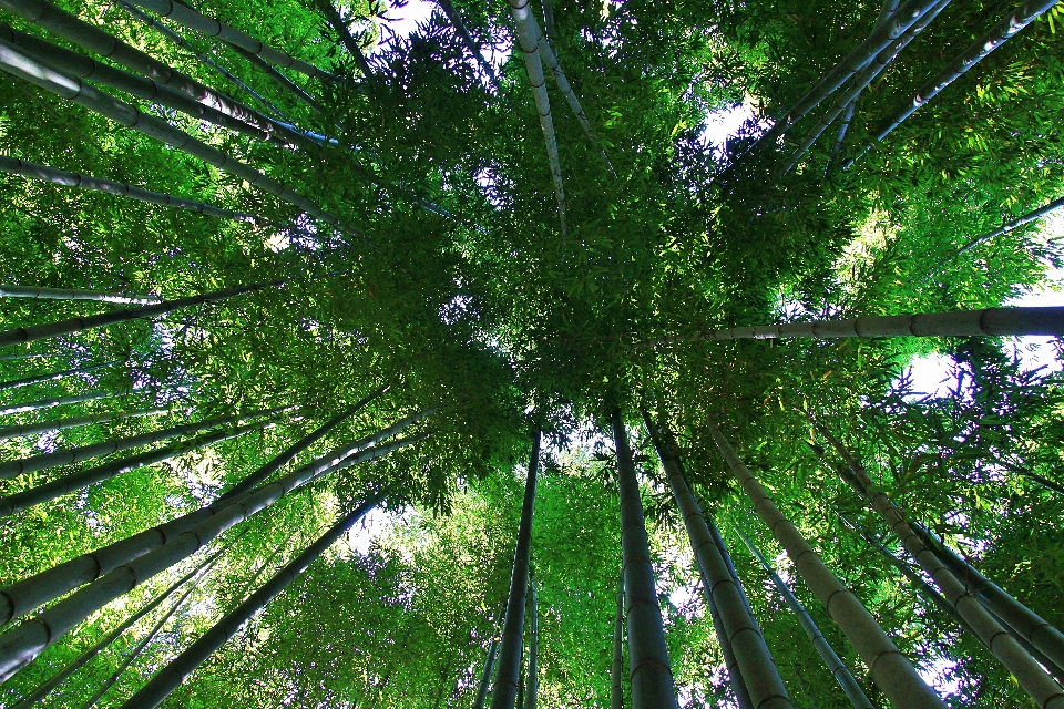 Corea damyang
 patas arriba
 árbol