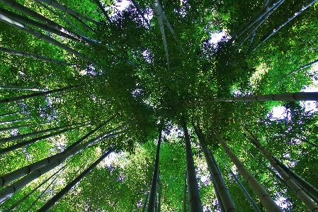 韓国 潭陽
 真っ逆さまに
 木 写真