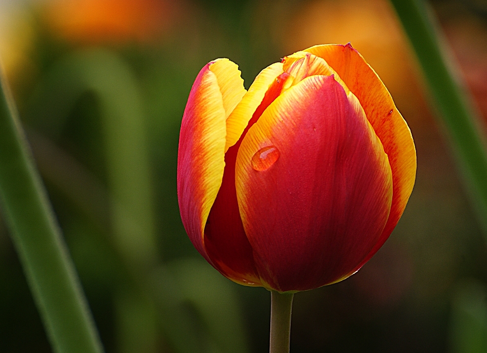 Flor pétalo tulipán planta