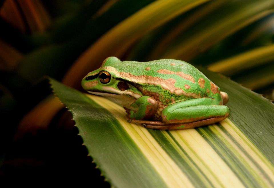 アマガエル
 蛙 緑 ハイラ
