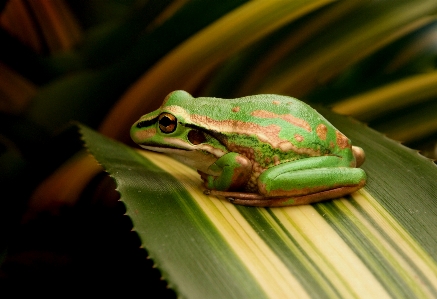 Foto Katak pohon
 hijau hyla
