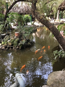 Photo Café plan d'eau
 étang à poissons
