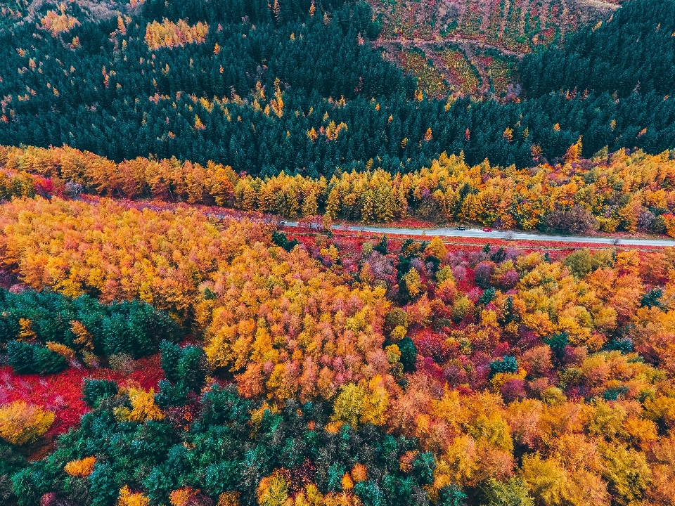 Liść natura jesień niebo