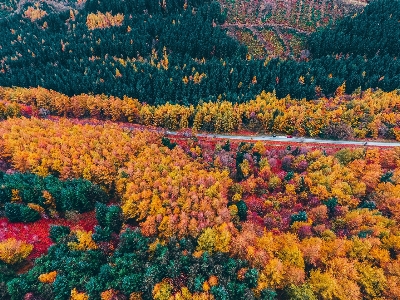 Leaf nature autumn sky Photo