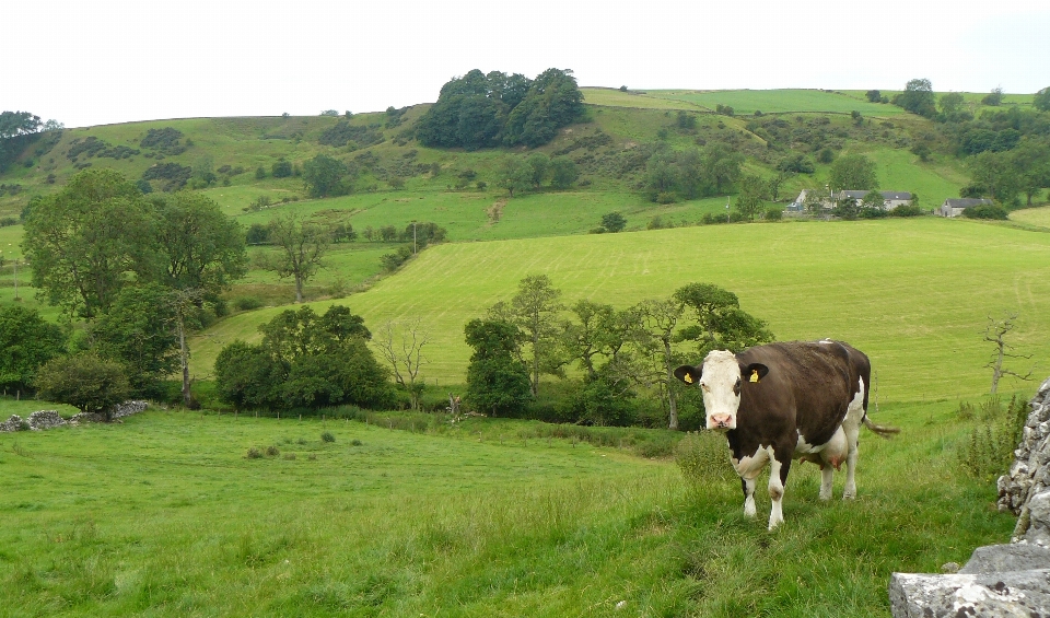 Cow field pasture grassland