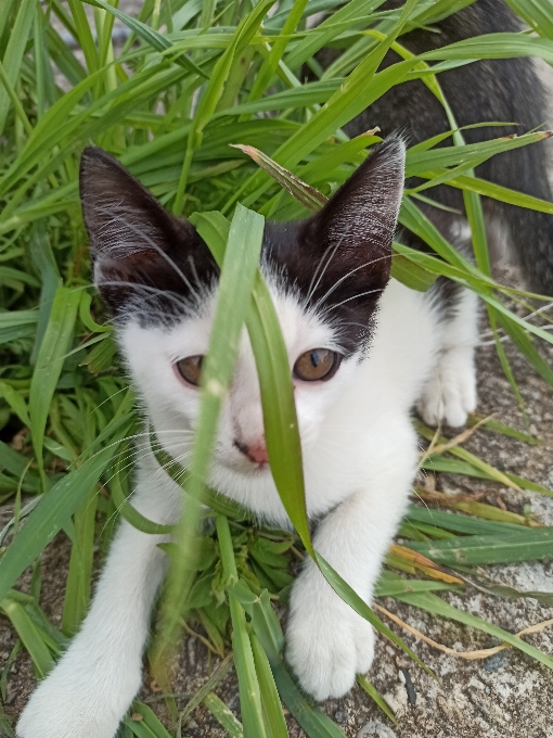 Cat felidae whiskers small to medium sized cats