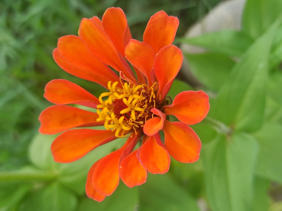 Zinnia elegans
 fleur plante à fleurs
 pétale