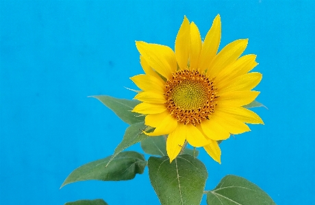 Sun flower sunflower flowering plant Photo