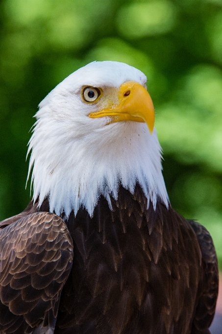 Vogel weißkopfseeadler
 raubvogel
 wirbeltier
