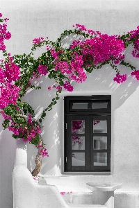 White pink flower bougainvillea Photo