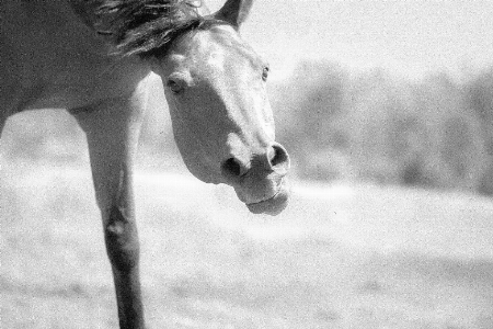 Horse white photograph black and Photo