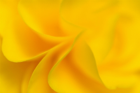 Yellow orange petal close up Photo