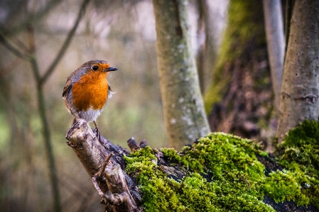 Bird european robin beak wildlife Photo