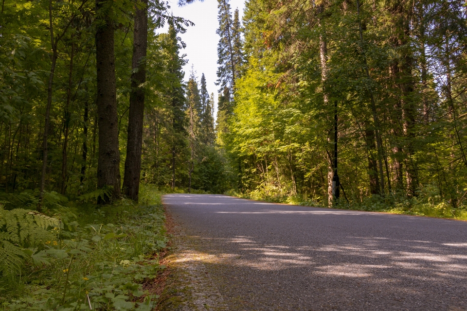 Forest path road trees