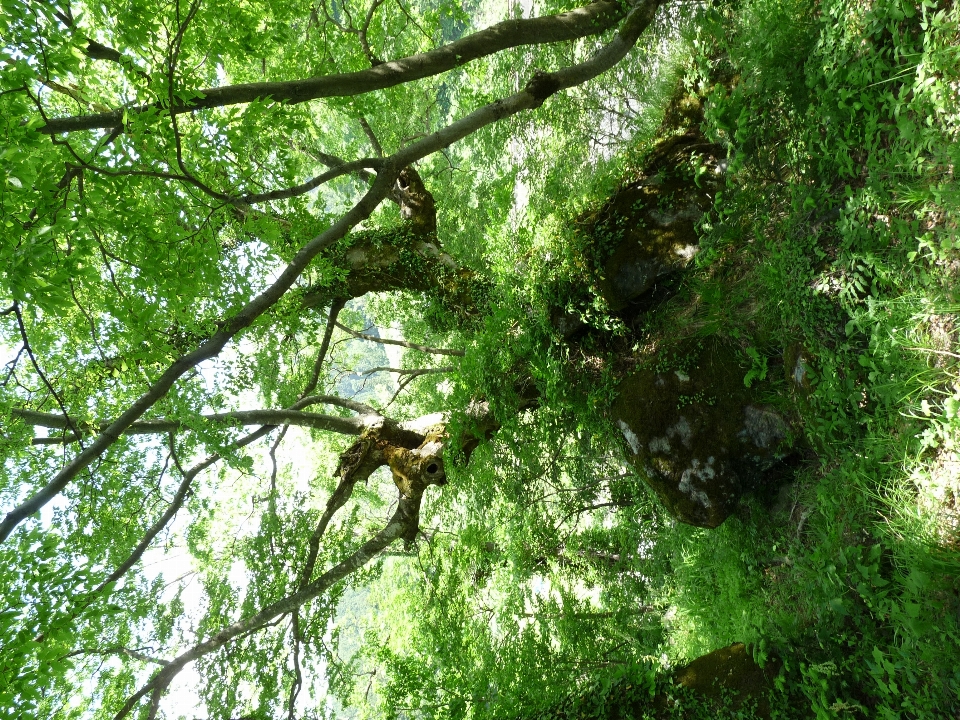 Japan gunma tsumagoimura shaded path