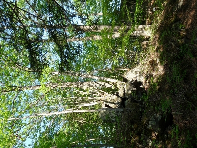 Japan gunma tsumagoimura shaded path Photo