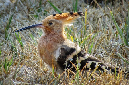 Photo S'endormir
 vertébré
 oiseau le bec