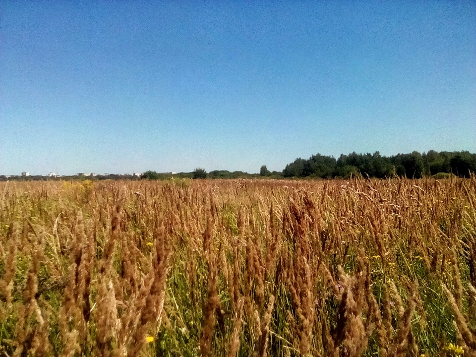 Field trees sky meadow